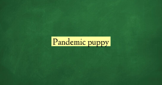 Pandemic puppy