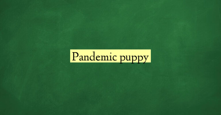 Pandemic puppy