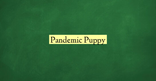 Pandemic Puppy